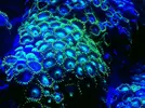 [TodoMarino.com] Nudibranquio - id y experiencia?