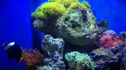 [TodoMarino.com] Taller - Solo Anemonas ... todo lo que siempre has querido saber...