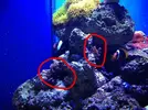 [TodoMarino.com] Taller - Solo Anemonas ... todo lo que siempre has querido saber...