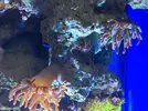 [TodoMarino.com] Taller - Solo Anemonas ... todo lo que siempre has querido saber...