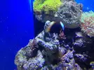 [TodoMarino.com] Taller - Solo Anemonas ... todo lo que siempre has querido saber...