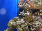 [TodoMarino.com] Taller - Solo Anemonas ... todo lo que siempre has querido saber...