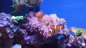 [TodoMarino.com] Taller - Solo Anemonas ... todo lo que siempre has querido saber...