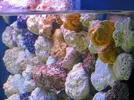 [TodoMarino.com] 350 litros con sump integrado solo para peces.