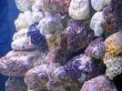 [TodoMarino.com] 350 litros con sump integrado solo para peces.