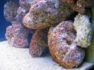 [TodoMarino.com] 350 litros con sump integrado solo para peces.