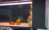 [TodoMarino.com] 350 litros con sump integrado solo para peces.
