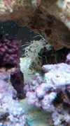 [TodoMarino.com] Identificar ¿Esponja? Adjunto fotos