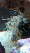 [TodoMarino.com] Identificar ¿Esponja? Adjunto fotos