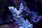 [TodoMarino.com] Identificación acropora