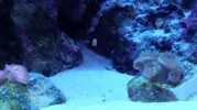 [TodoMarino.com] Planaria marrón