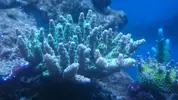 [TodoMarino.com] Ayuda identificar acropora!!!!