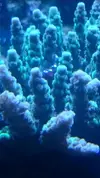 [TodoMarino.com] Ayuda identificar acropora!!!!
