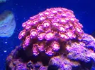 [TodoMarino.com] Pasarela de Lps en Fantasy Coral