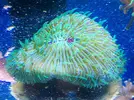 [TodoMarino.com] Pasarela de Lps en Fantasy Coral