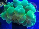 [TodoMarino.com] Pasarela de Lps en Fantasy Coral