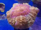 [TodoMarino.com] Pasarela de Lps en Fantasy Coral