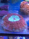 [TodoMarino.com] Pasarela de Lps en Fantasy Coral