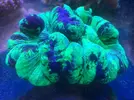 [TodoMarino.com] Pasarela de Lps en Fantasy Coral