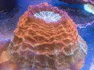[TodoMarino.com] Pasarela de Lps en Fantasy Coral