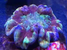 [TodoMarino.com] Pasarela de Lps en Fantasy Coral