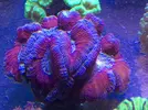 [TodoMarino.com] Pasarela de Lps en Fantasy Coral