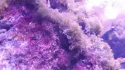 [TodoMarino.com] algassss