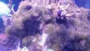 [TodoMarino.com] algassss