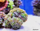 [TodoMarino.com] .....:::::::: Seadreams :::::::::.....