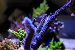 [TodoMarino.com] .....:::::::: Seadreams :::::::::.....