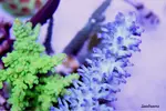 [TodoMarino.com] .....:::::::: Seadreams :::::::::.....