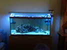[TodoMarino.com] mi primer acuario marino 240l
