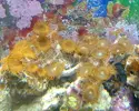 [TodoMarino.com] Busco esquejes de coral blando y lps