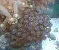 [TodoMarino.com] Busco esquejes de coral blando y lps