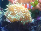 [TodoMarino.com] Compro esquejes de coral