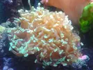 [TodoMarino.com] Compro esquejes de coral