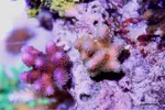 [TodoMarino.com] .....:::::::: Seadreams :::::::::.....