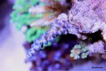 [TodoMarino.com] .....:::::::: Seadreams :::::::::.....