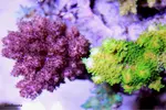 [TodoMarino.com] .....:::::::: Seadreams :::::::::.....