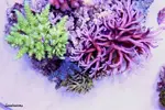 [TodoMarino.com] .....:::::::: Seadreams :::::::::.....