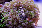 [TodoMarino.com] .....:::::::: Seadreams :::::::::.....