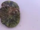 [TodoMarino.com] Bicho dentro del cuerpo de una welso
