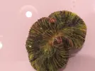 [TodoMarino.com] Bicho dentro del cuerpo de una welso