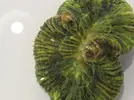 [TodoMarino.com] Bicho dentro del cuerpo de una welso