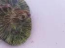 [TodoMarino.com] Bicho dentro del cuerpo de una welso