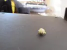 [TodoMarino.com] Bicho dentro del cuerpo de una welso