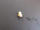 [TodoMarino.com] Bicho dentro del cuerpo de una welso