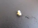 [TodoMarino.com] Bicho dentro del cuerpo de una welso