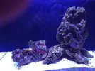 [TodoMarino.com] Nuevo-  nano marine ocean free 96