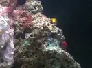 [TodoMarino.com] Plumeros o no??